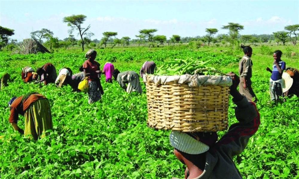 Food Crop Production